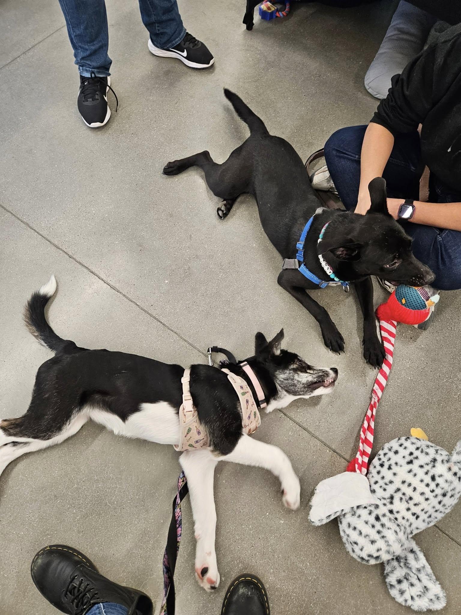 Olive, a Adoptable mixed breed in Woodstock, ON image 6/6