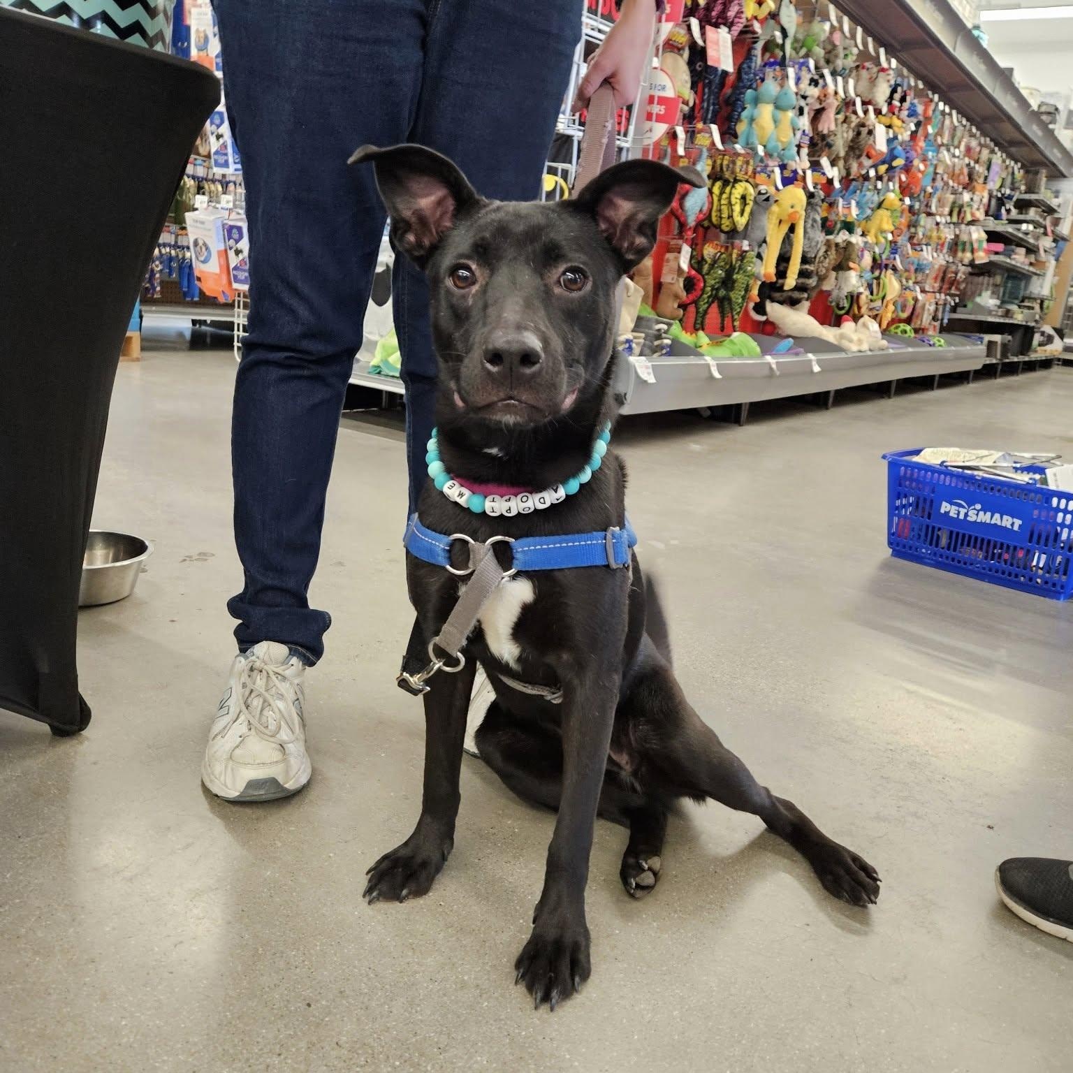 Olive, a Adoptable mixed breed in Woodstock, ON image 1/6