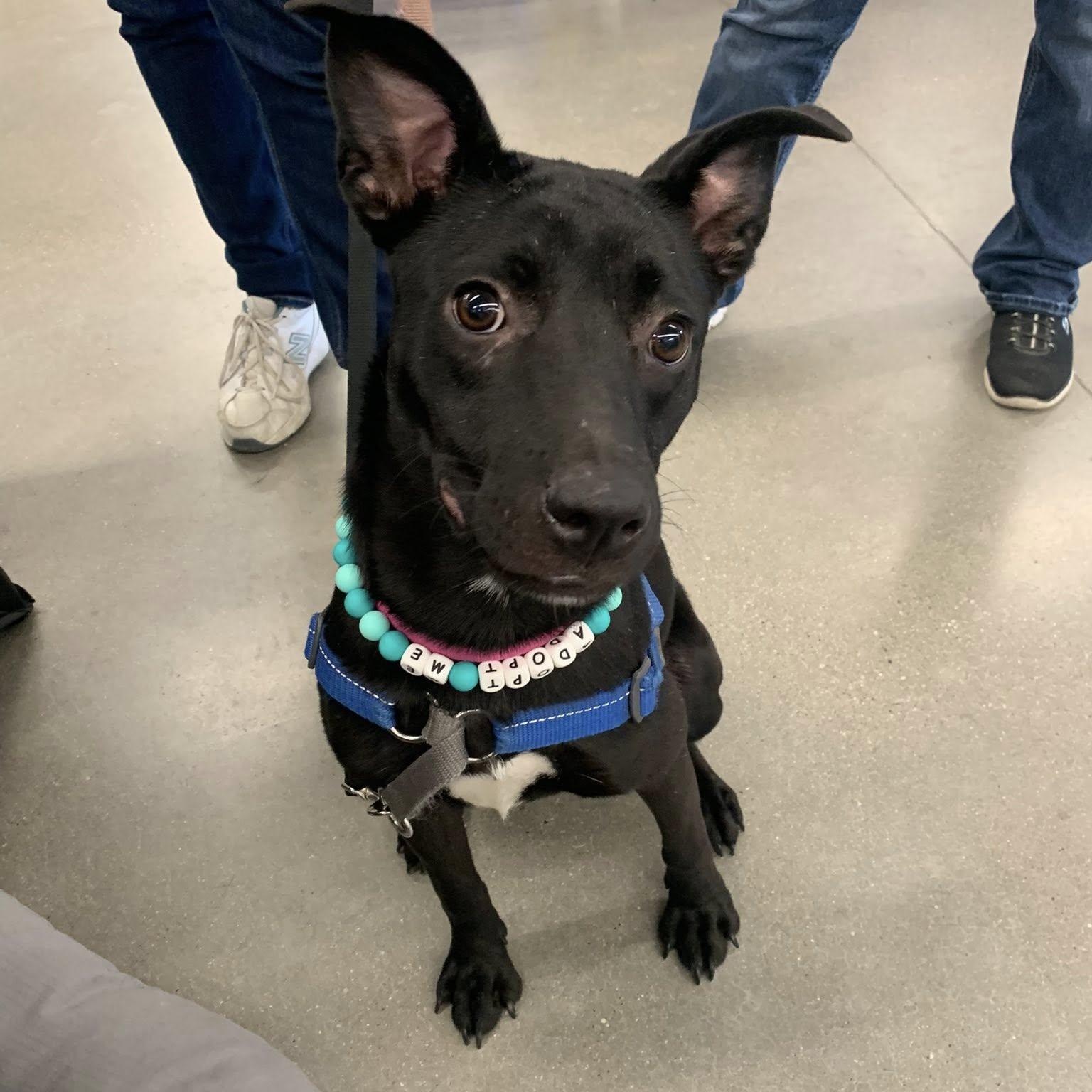 Olive, a Adoptable mixed breed in Woodstock, ON image 3/6