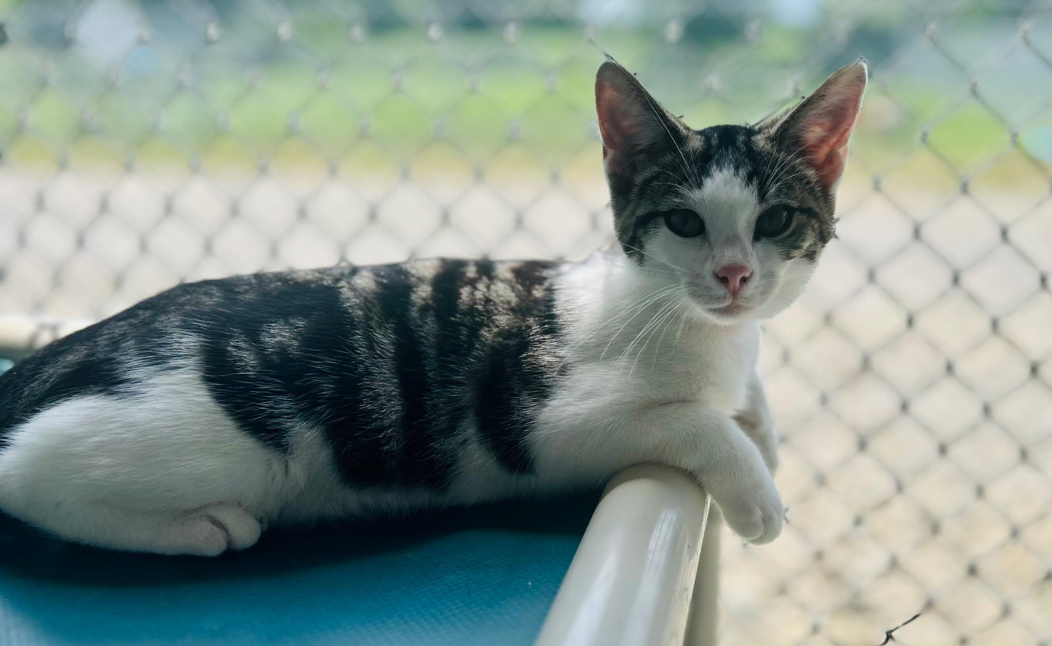 Enlarge Leg Warmers, a Adoptable Domestic Short Hair in New Philadelphia, OH image 1/1