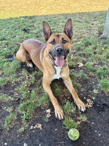 Deputy, ADOPTABLE, Adult Male Mixed Breed.