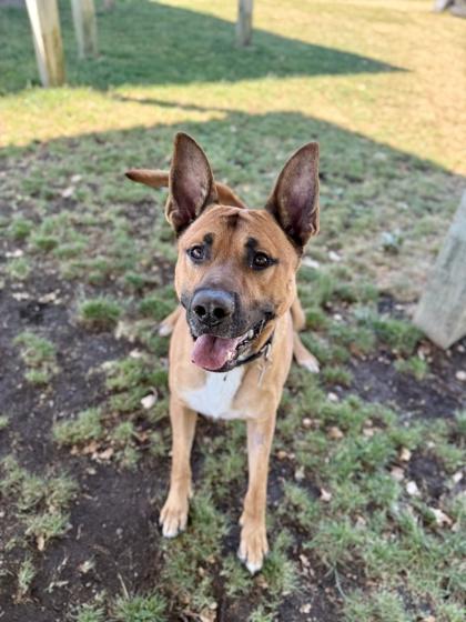 Deputy, a ADOPTABLE mixed breed in Roseburg, OR image 2/3