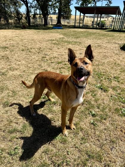 Deputy, a ADOPTABLE mixed breed in Roseburg, OR image 3/3