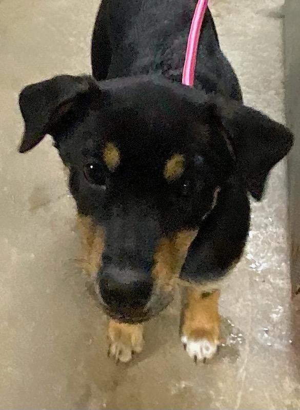 Enlarge Lucy, an adopted mixed breed in Polson, MT image 2/5