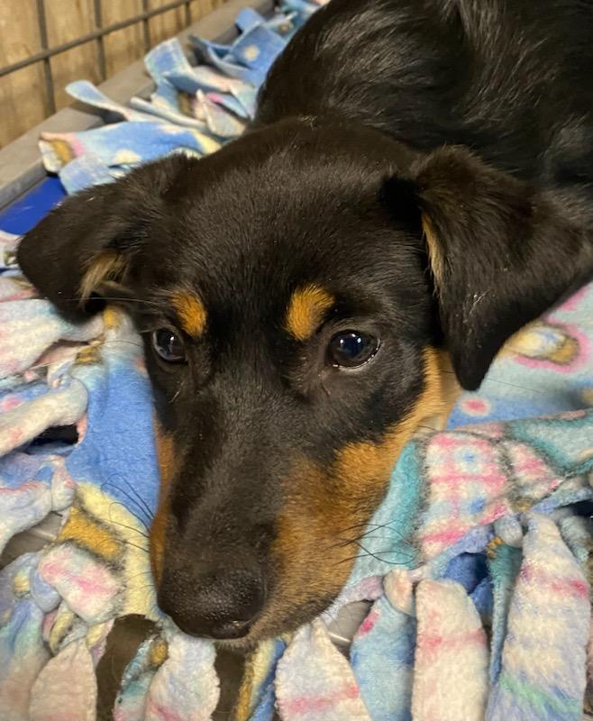 Enlarge Lucy, an adopted mixed breed in Polson, MT image 3/5