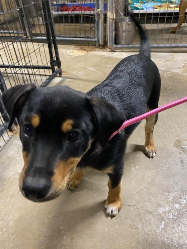 Enlarge Lucy, an adopted mixed breed in Polson, MT image 5/5