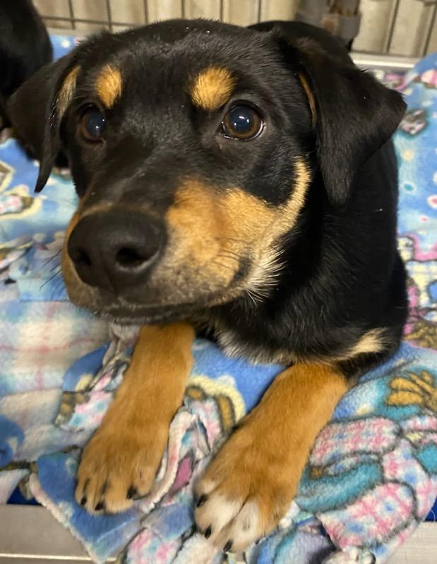 Lucy, adopted, Puppy Female Beagle.