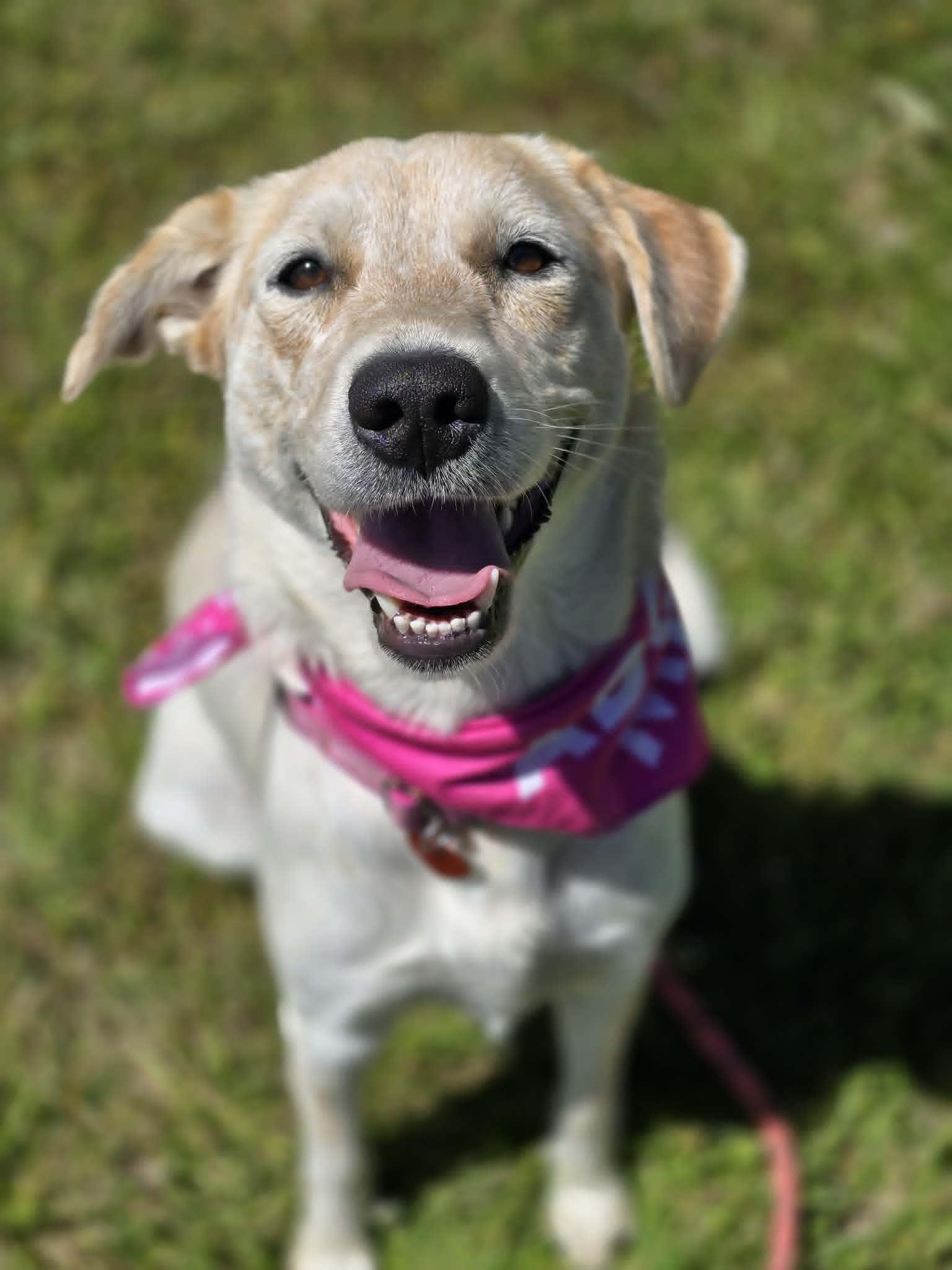 Skippy, adopted, Young Female Australian Cattle Dog / Blue Heeler & Great Pyrenees.