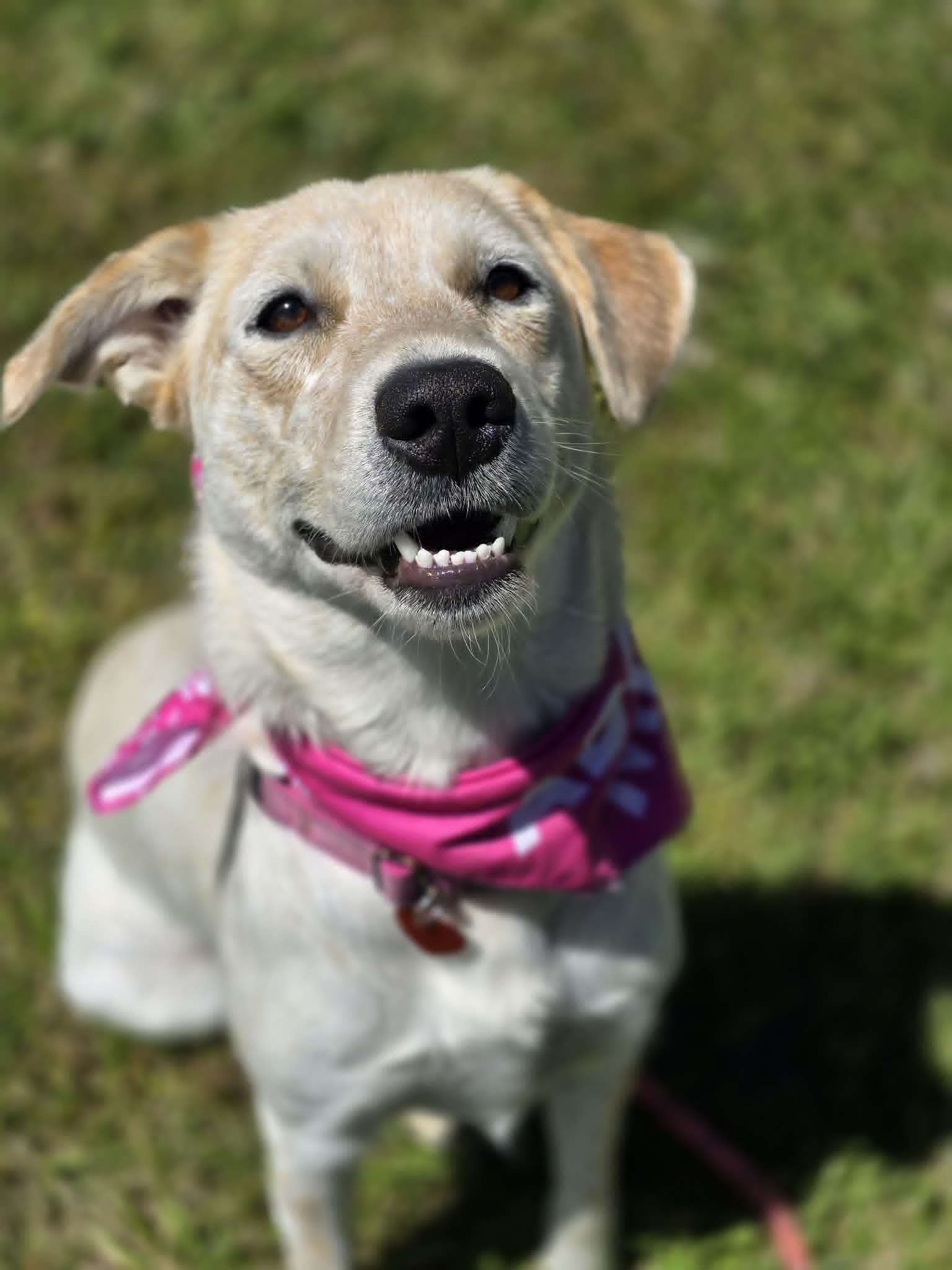 Skippy, an adopted mixed breed in Grants Pass, OR image 2/4