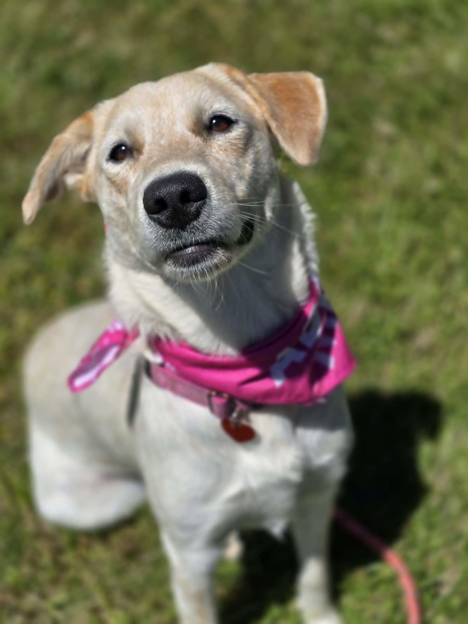 Skippy, an adopted mixed breed in Grants Pass, OR image 4/4