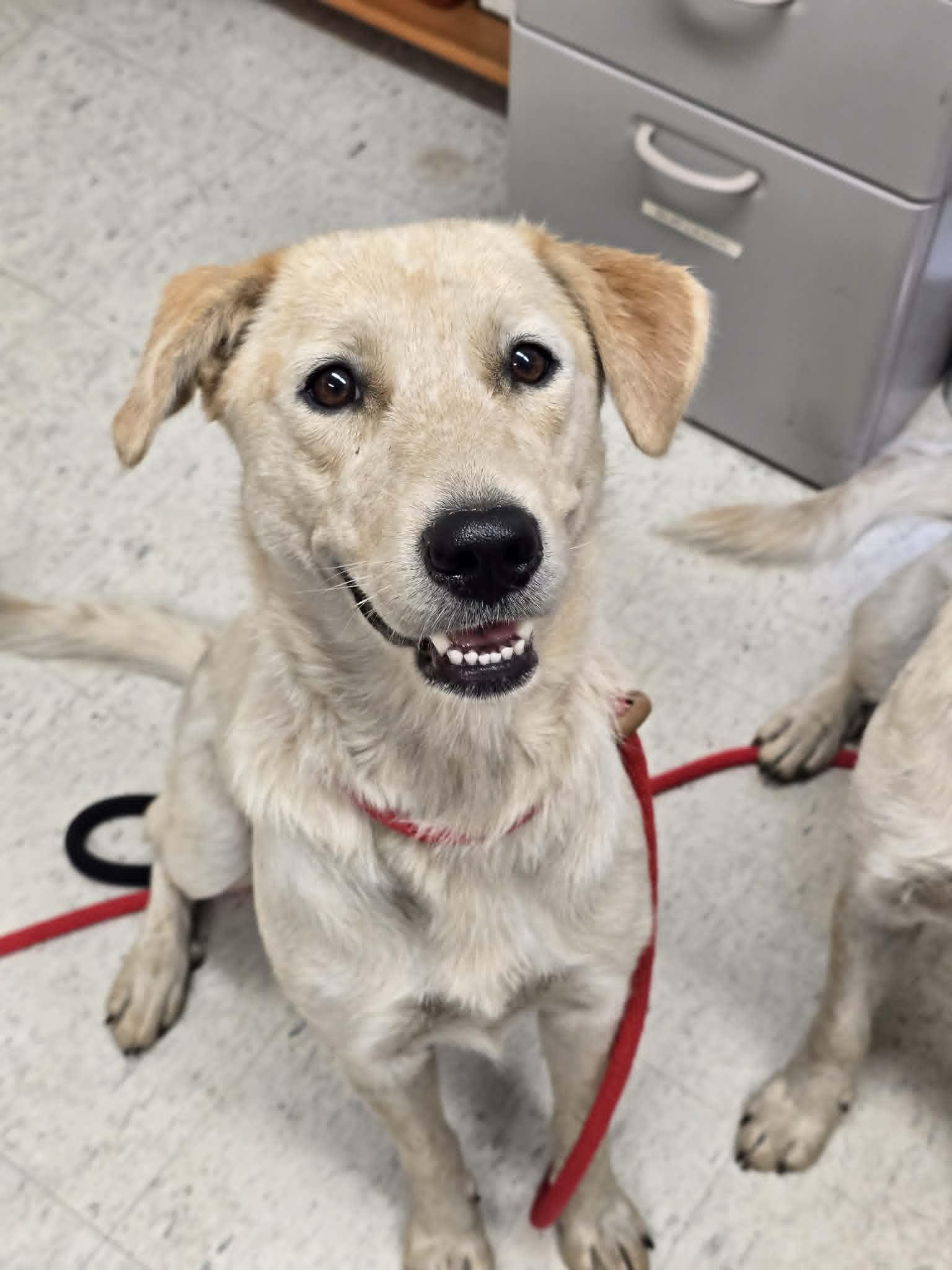 Skippy, an adopted mixed breed in Grants Pass, OR image 3/4