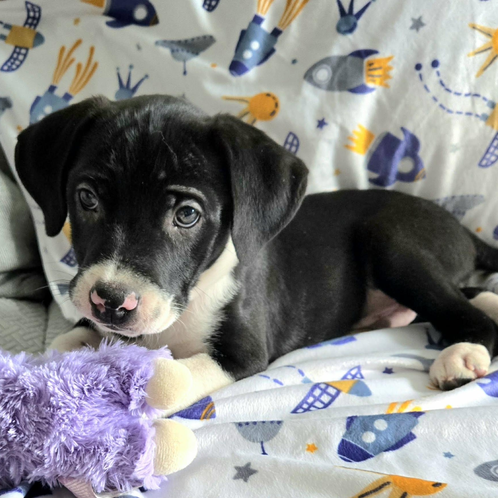 Enlarge Bylur *Sweetest Beagle/Lab* Puppy , an adopted mixed breed in Riverview, FL image 6/6