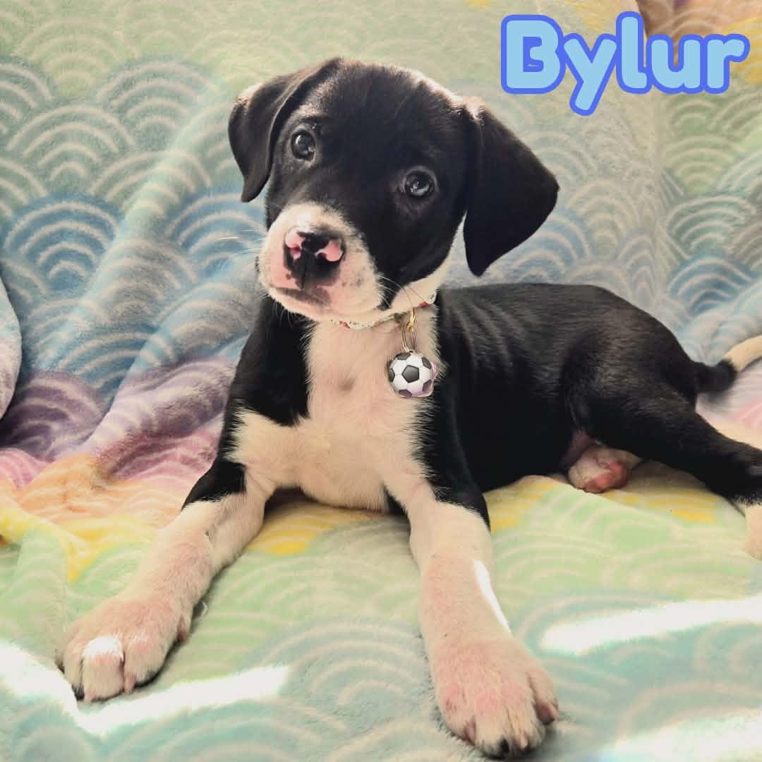 Bylur *Sweetest Beagle/Lab* Puppy , adopted, Puppy Male Beagle & Labrador Retriever.