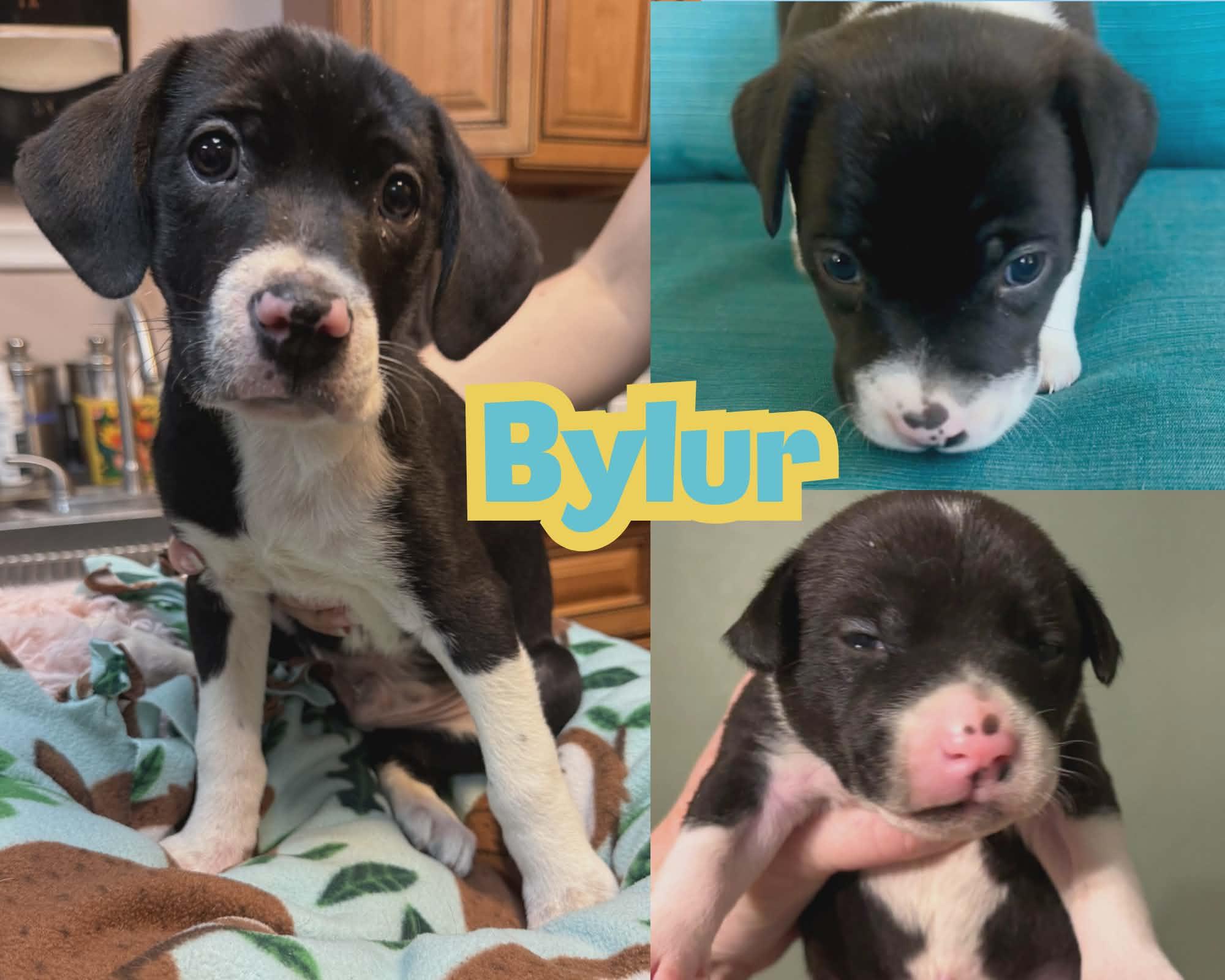Enlarge Bylur *Sweetest Beagle/Lab* Puppy , an adopted mixed breed in Riverview, FL image 3/6