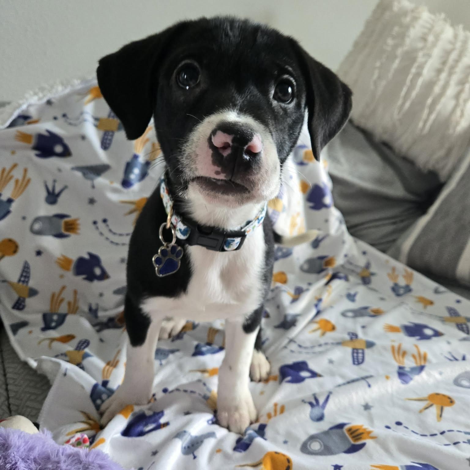 Enlarge Bylur *Sweetest Beagle/Lab* Puppy , an adopted mixed breed in Riverview, FL image 5/6