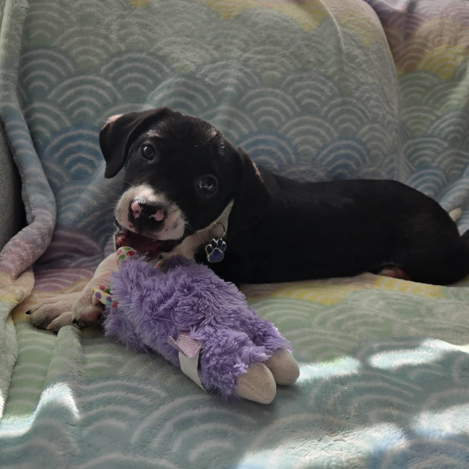 Enlarge Bylur *Sweetest Beagle/Lab* Puppy , an adopted mixed breed in Riverview, FL image 4/6