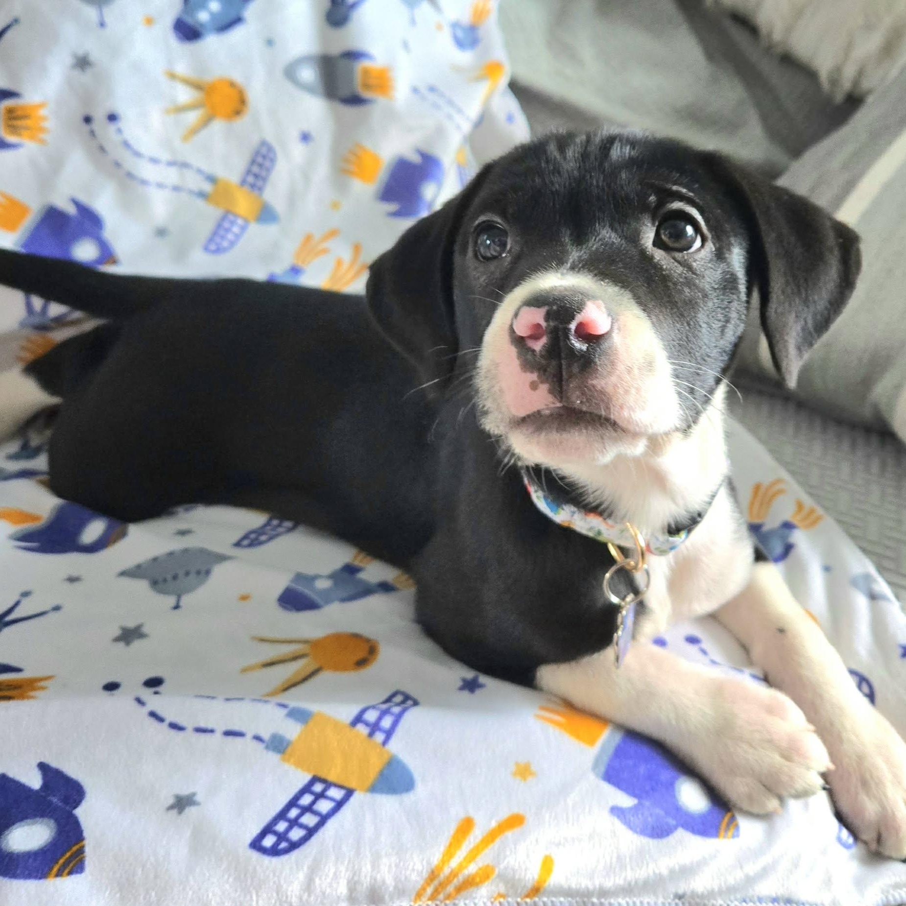 Enlarge Bylur *Sweetest Beagle/Lab* Puppy , an adopted mixed breed in Riverview, FL image 2/6