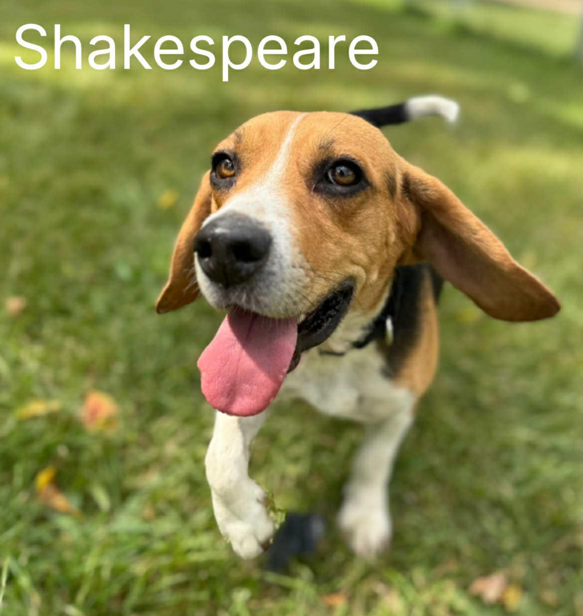 Shakespeare