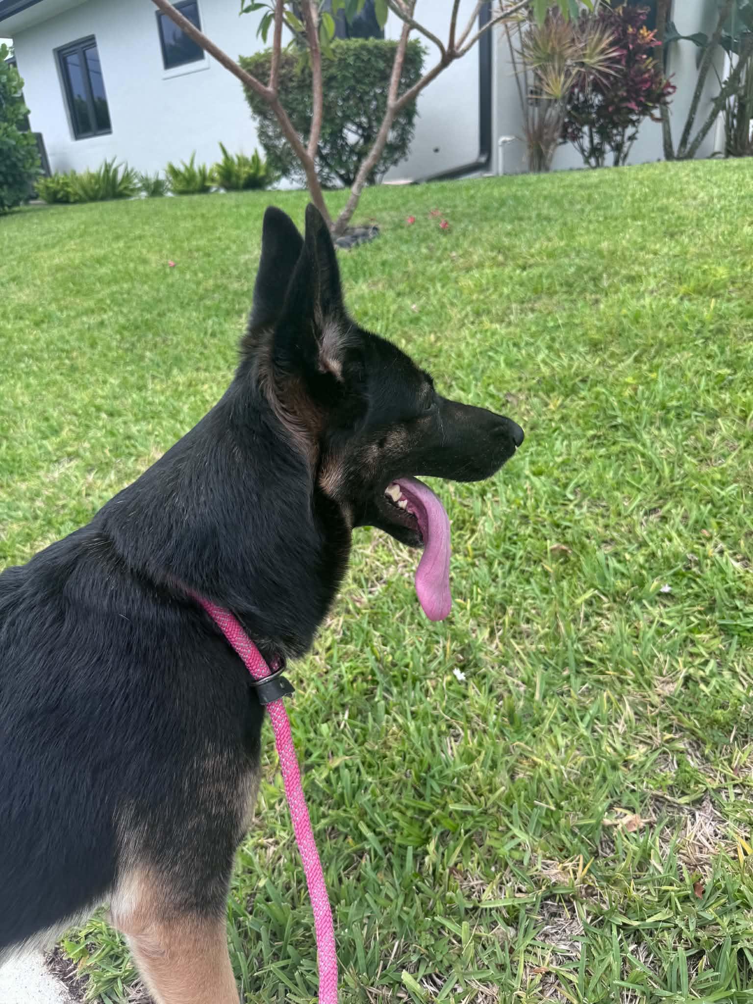 Kiiba 3167, a Adoptable German Shepherd Dog in Pompano Beach, FL image 1/3