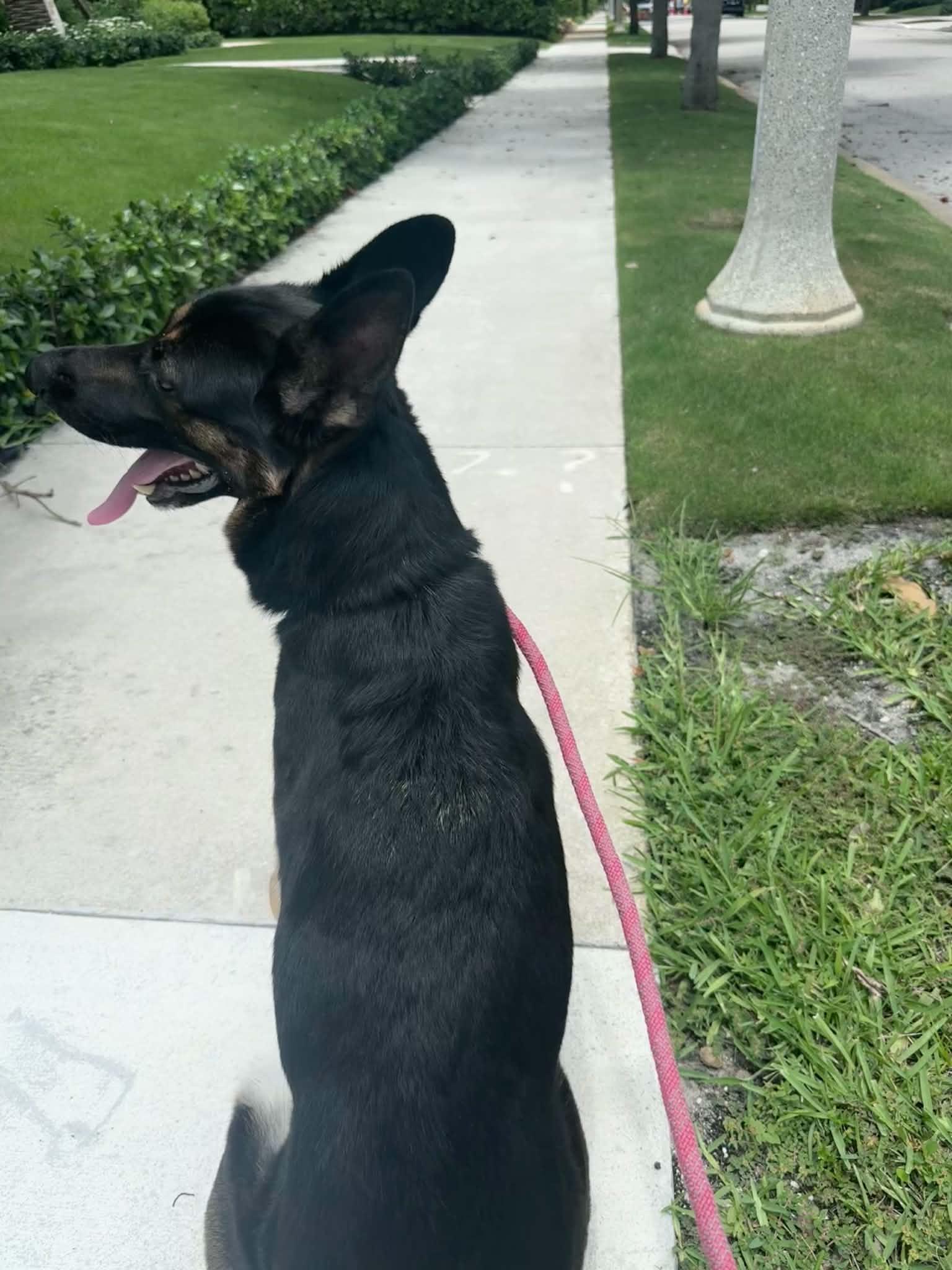 Kiiba 3167, a Adoptable German Shepherd Dog in Pompano Beach, FL image 2/3