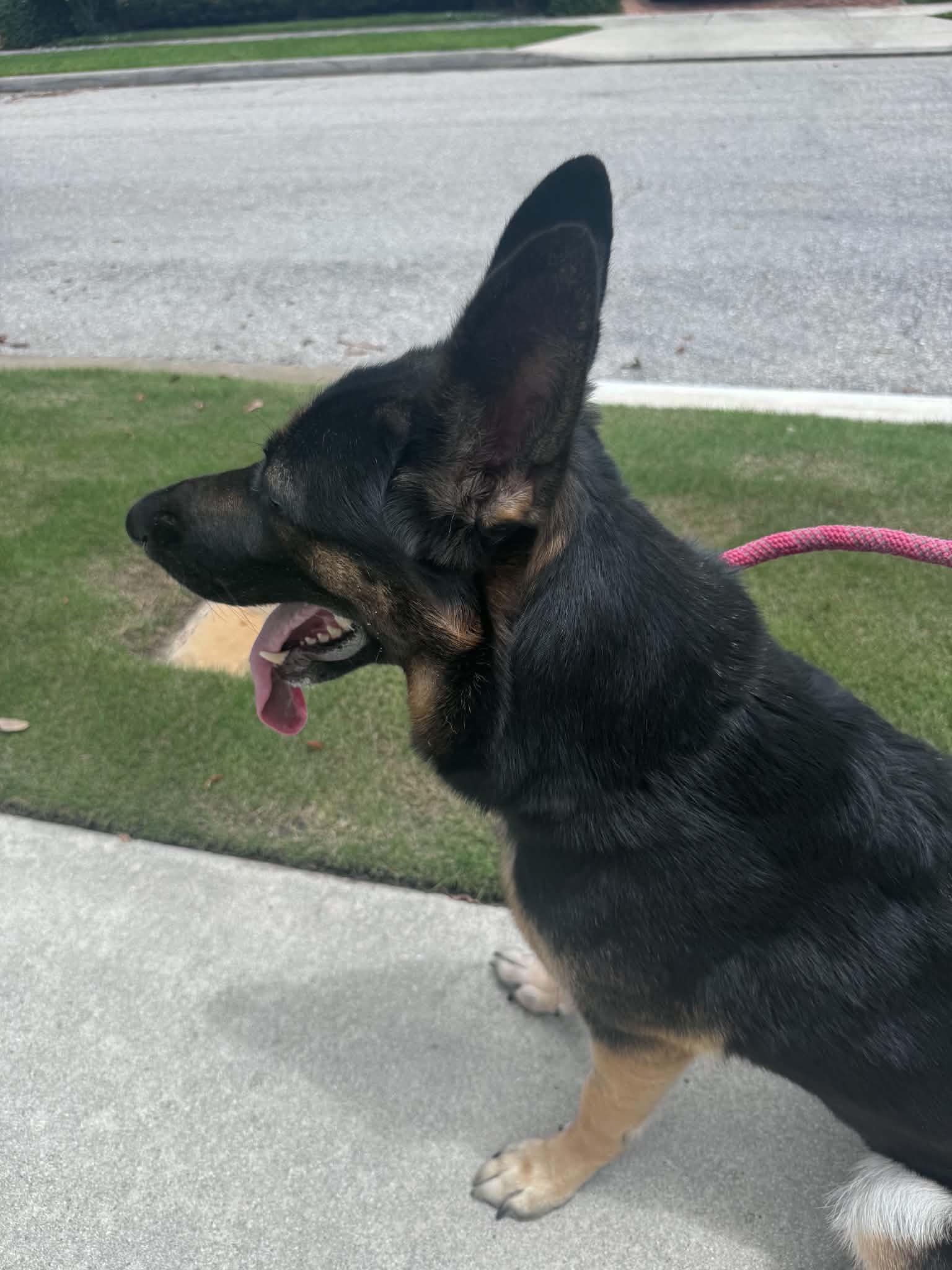 Kiiba 3167, a Adoptable German Shepherd Dog in Pompano Beach, FL image 3/3