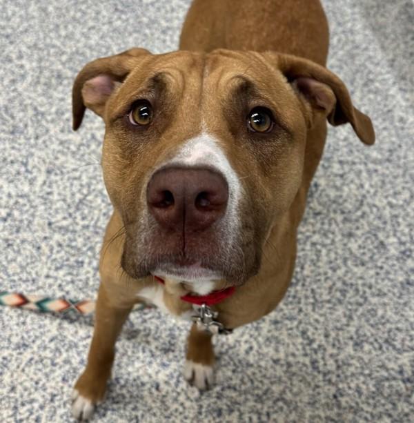 Canilo, Adoptable, Young Male Pit Bull Terrier & Rottweiler.