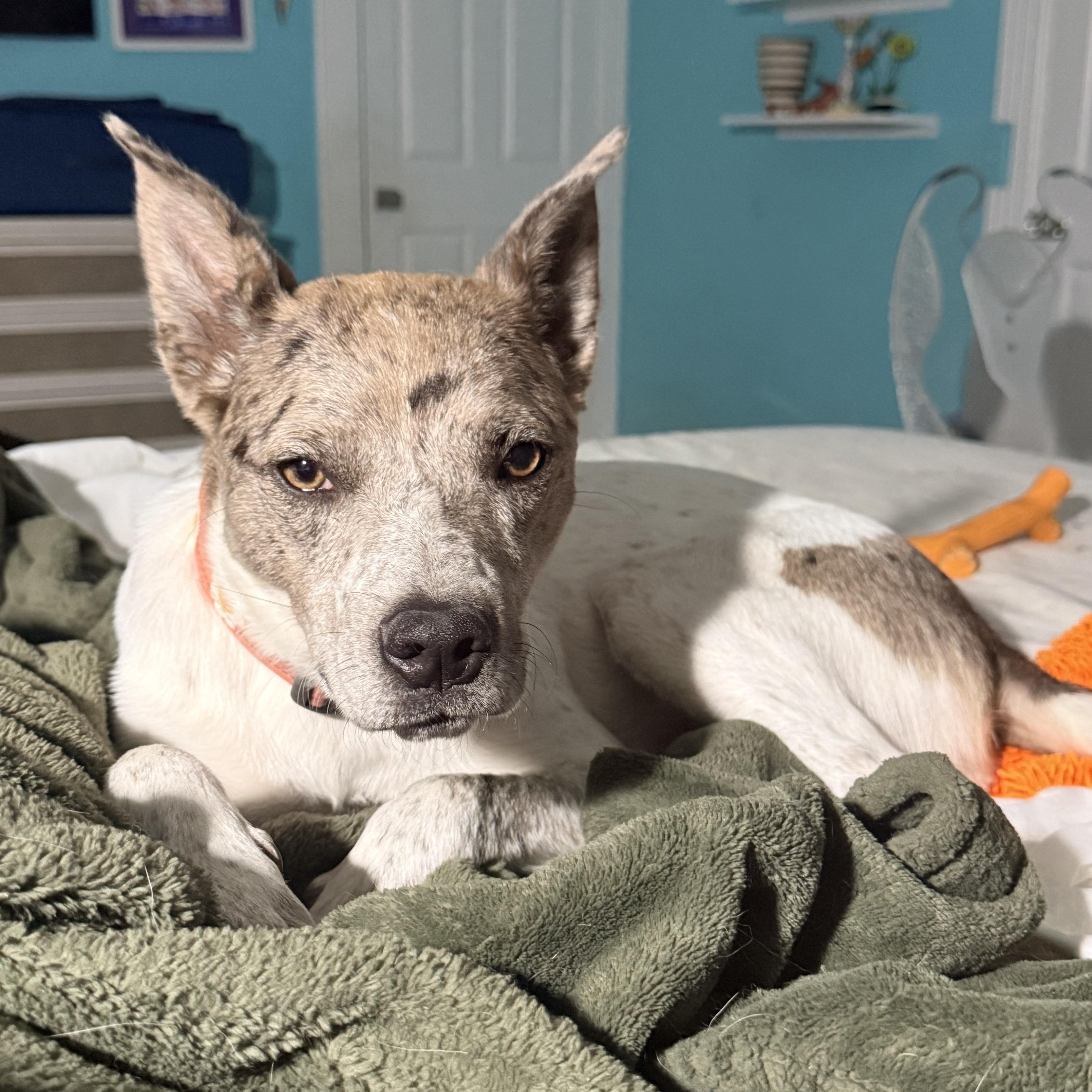 Enlarge Nova, a ADOPTABLE mixed breed in Olathe, KS image 4/6