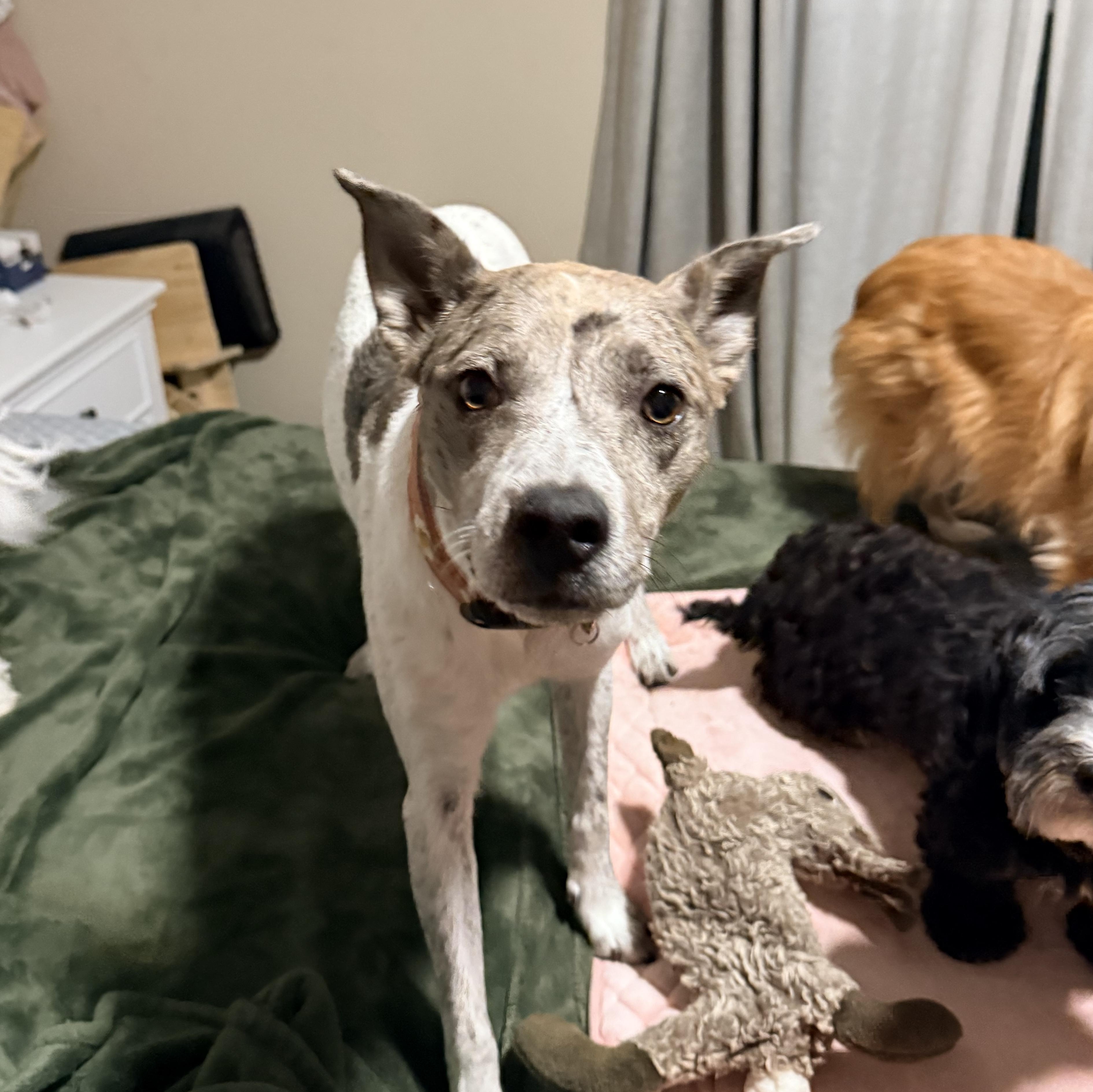 Enlarge Nova, a ADOPTABLE mixed breed in Olathe, KS image 2/6