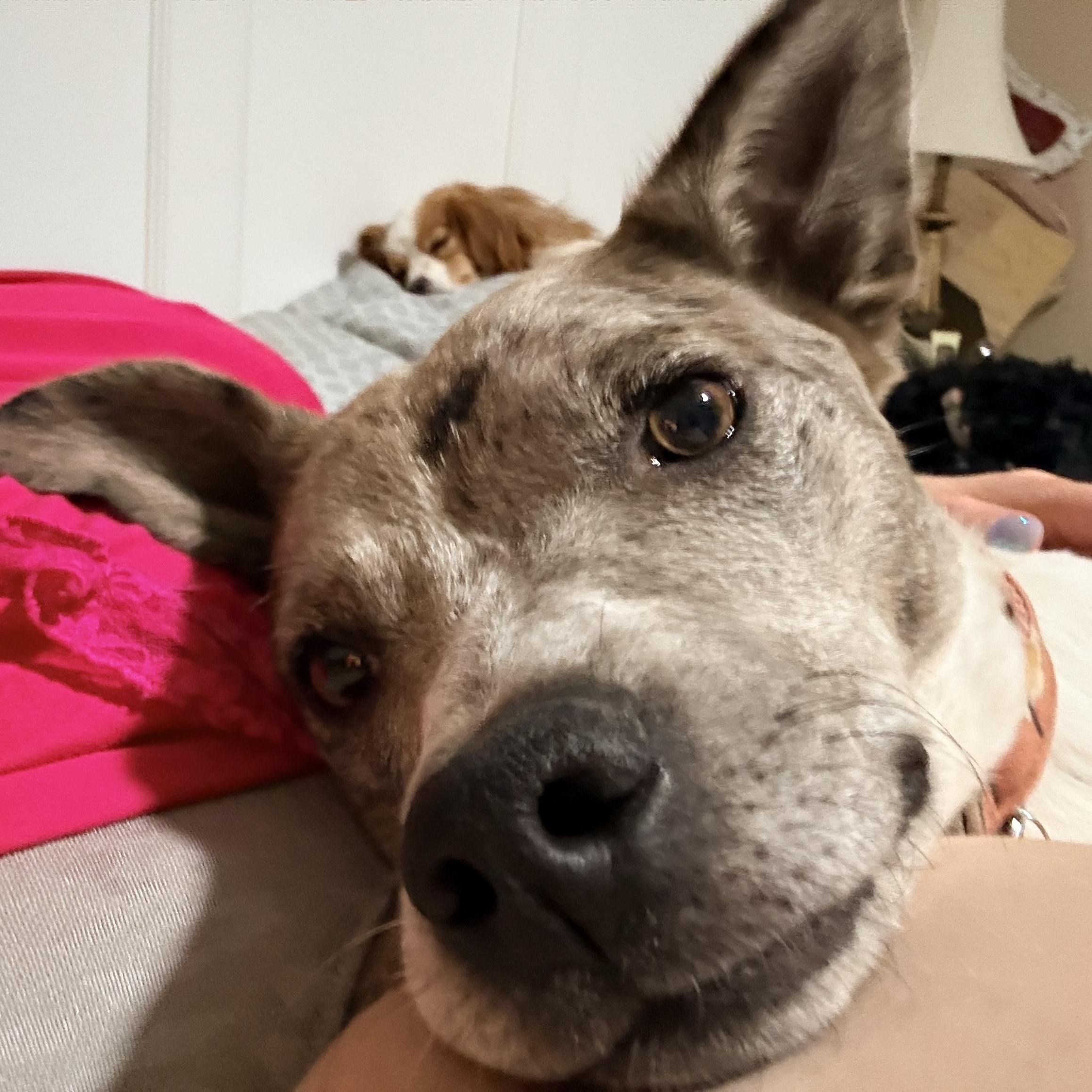 Enlarge Nova, a ADOPTABLE mixed breed in Olathe, KS image 1/6