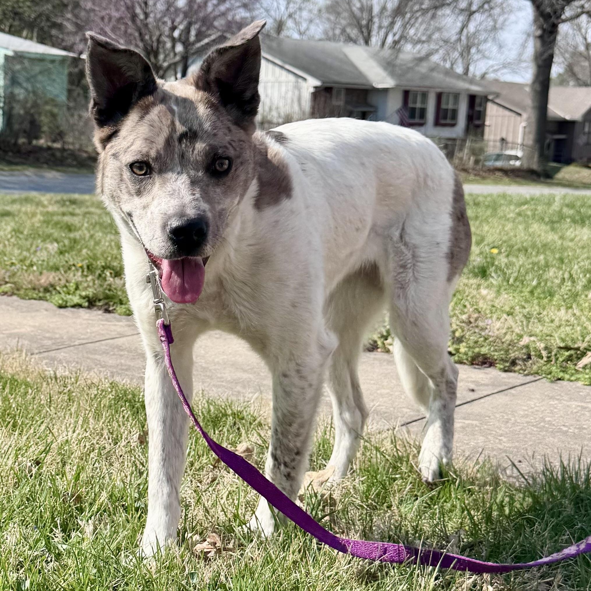 Enlarge Nova, a ADOPTABLE mixed breed in Olathe, KS image 6/6
