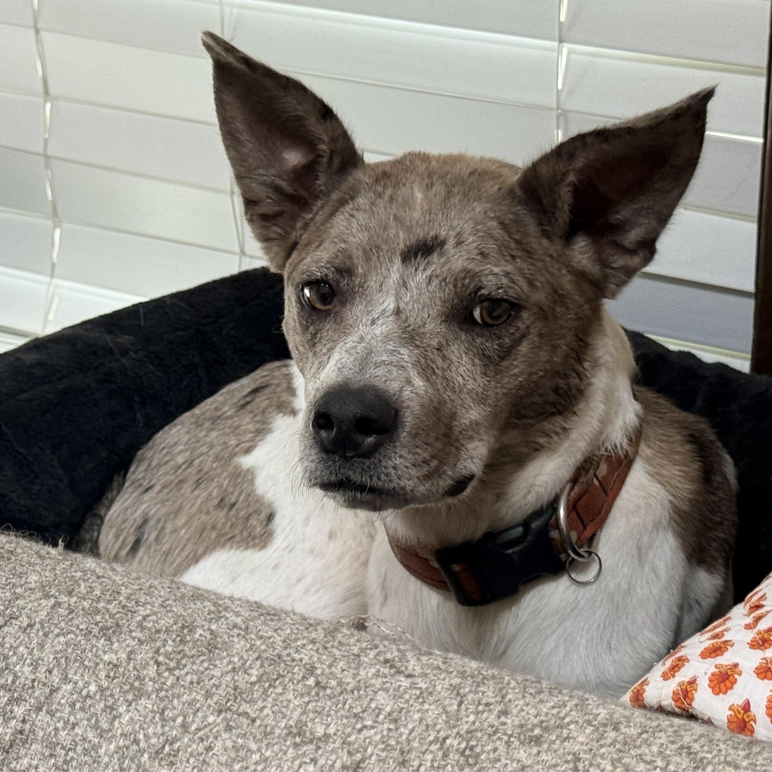 Enlarge Nova, a ADOPTABLE mixed breed in Olathe, KS image 3/6