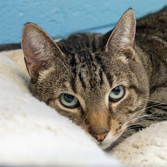 Enlarge KOJACK, a Adoptable Domestic Short Hair in Easton, MD image 1/1