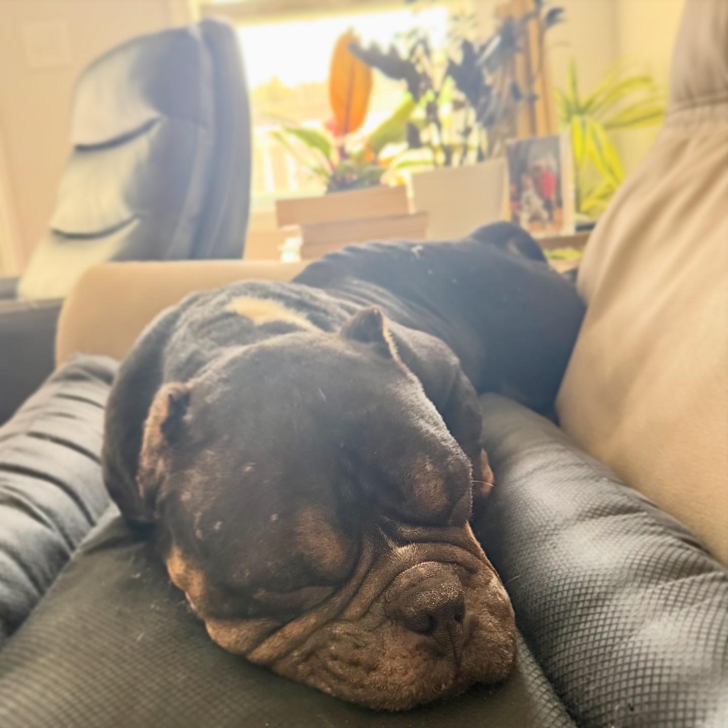 Enlarge Zion, a ADOPTABLE mixed breed in Southern Pines, NC image 3/3