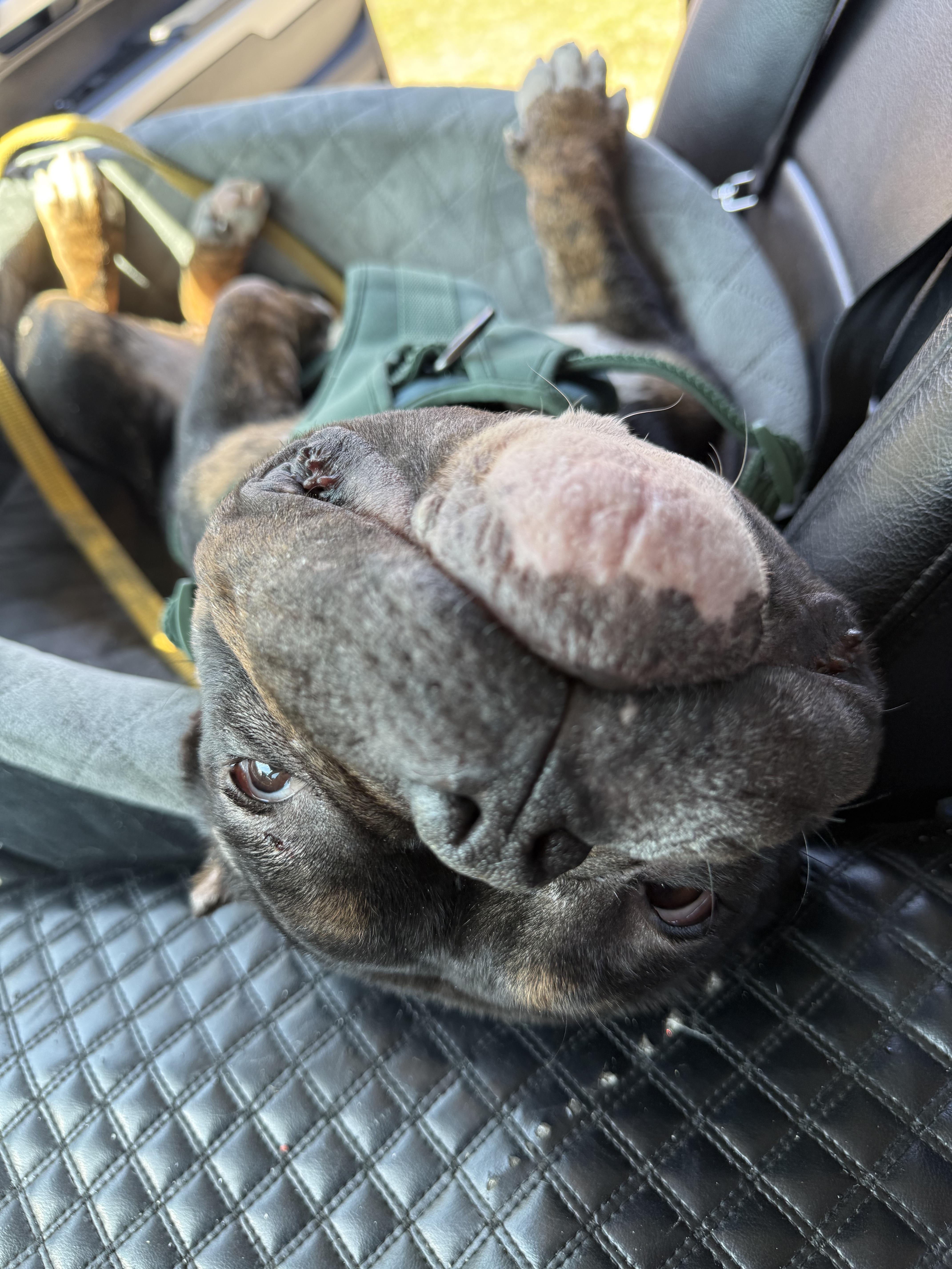 Enlarge Zion, a ADOPTABLE mixed breed in Southern Pines, NC image 2/3