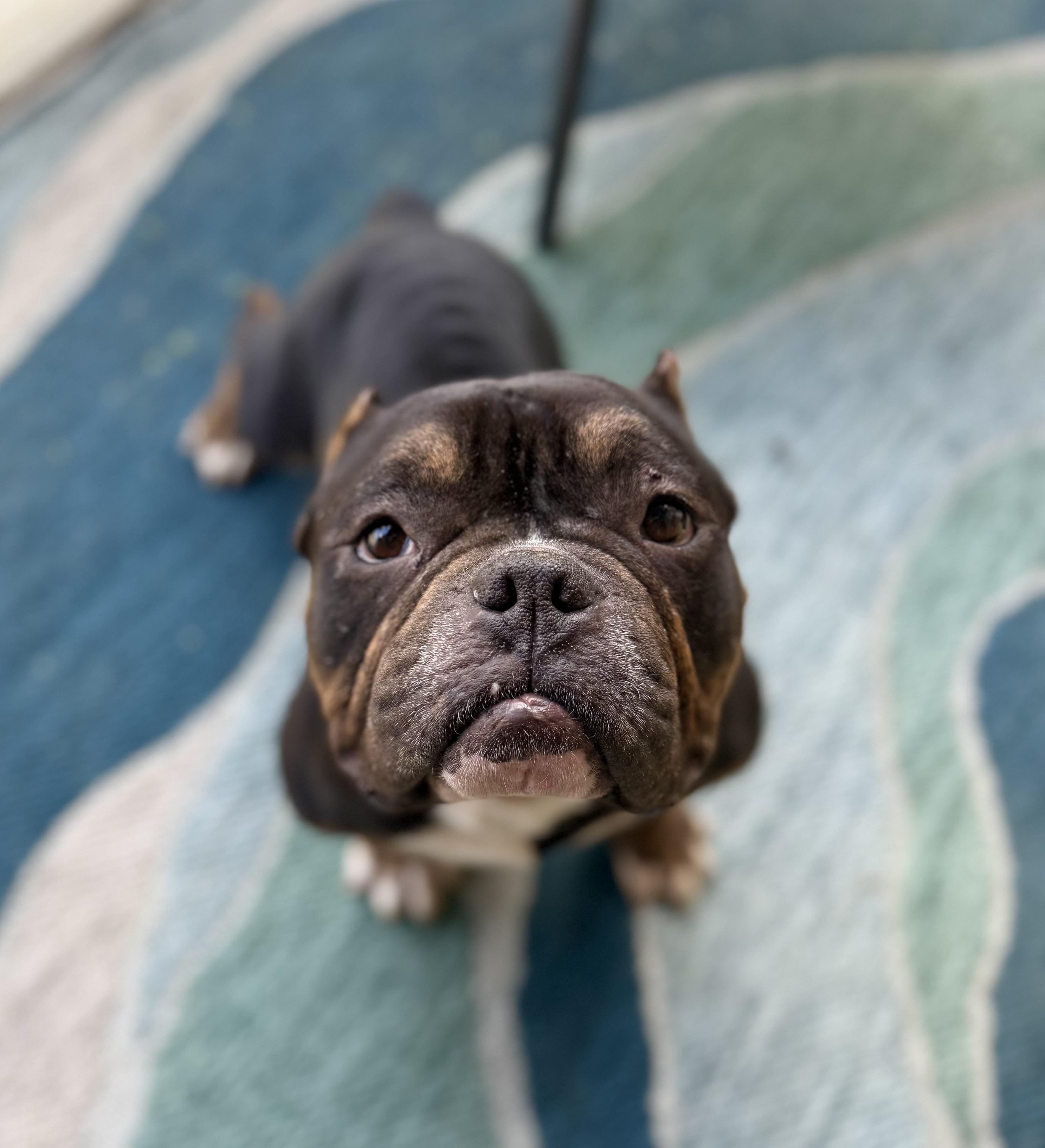 Enlarge Zion, a ADOPTABLE mixed breed in Southern Pines, NC image 1/3