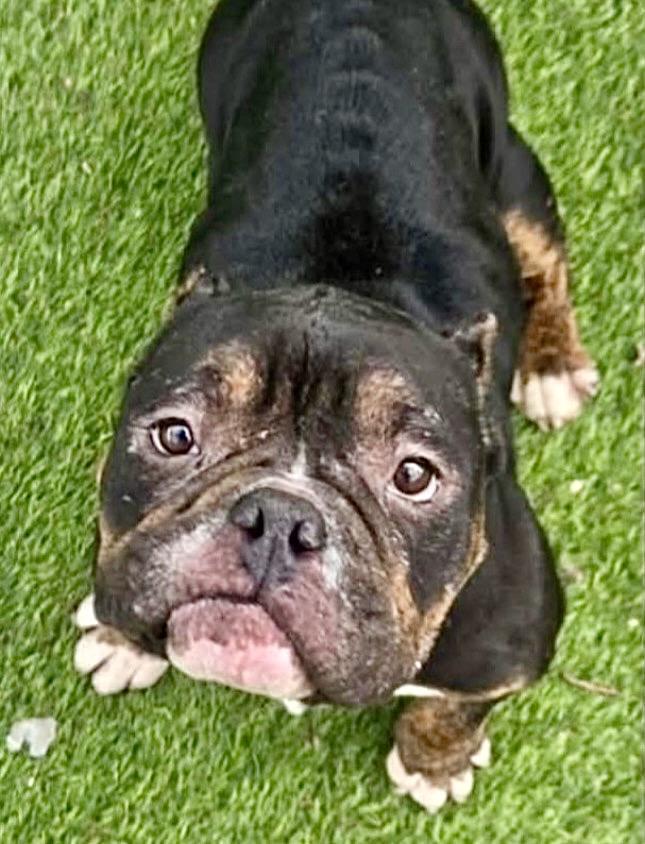 Zion, ADOPTABLE, Adult Male Bulldog & American Staffordshire Terrier.