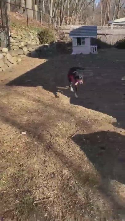 Enlarge Sweetie, a Adopted mixed breed in Windermere, FL video 1/6