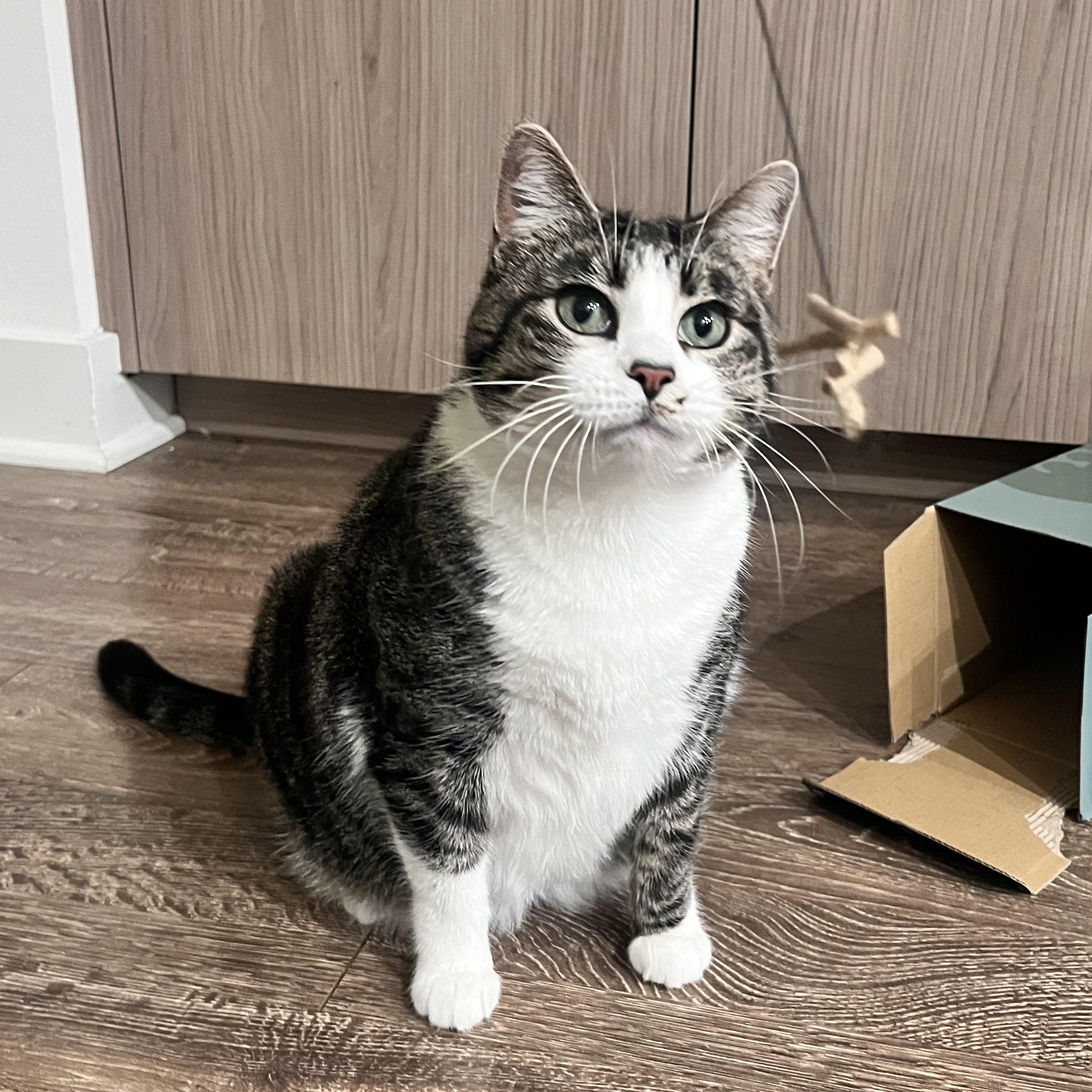 Daisy Hubbard, an adopted Domestic Short Hair in Denver, CO image 3/5