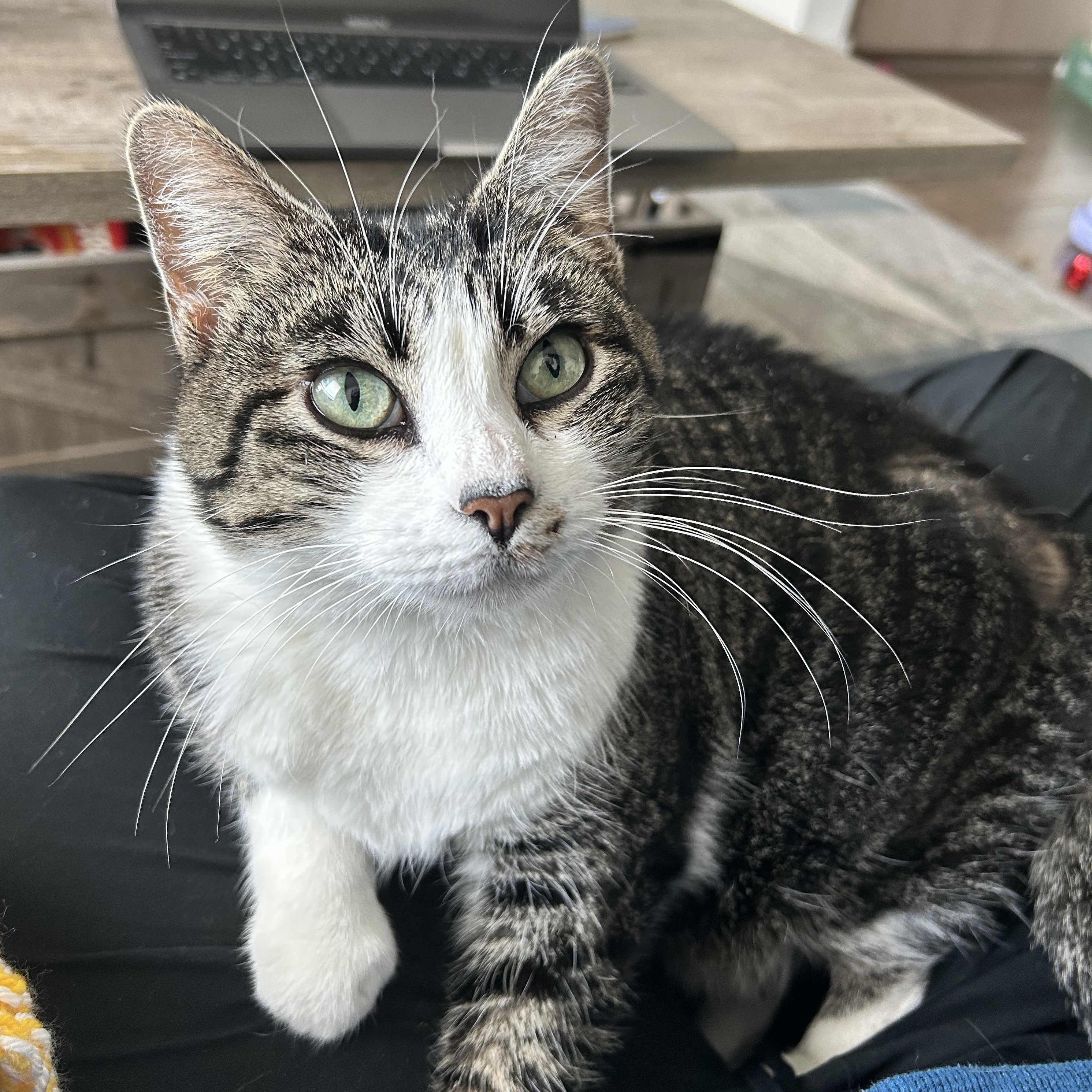 Daisy Hubbard, an adopted Domestic Short Hair in Denver, CO image 1/5