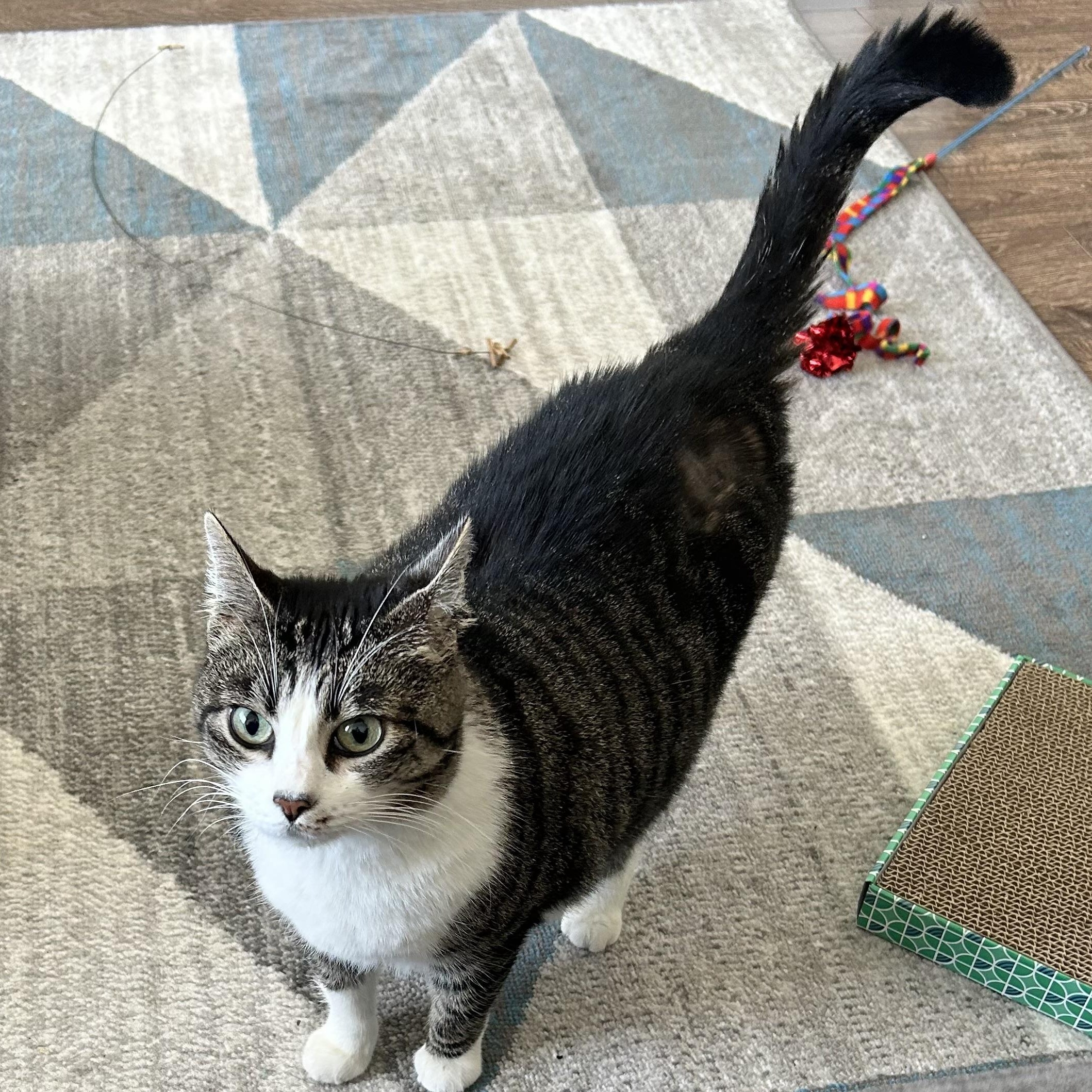 Daisy Hubbard, an adopted Domestic Short Hair in Denver, CO image 4/5