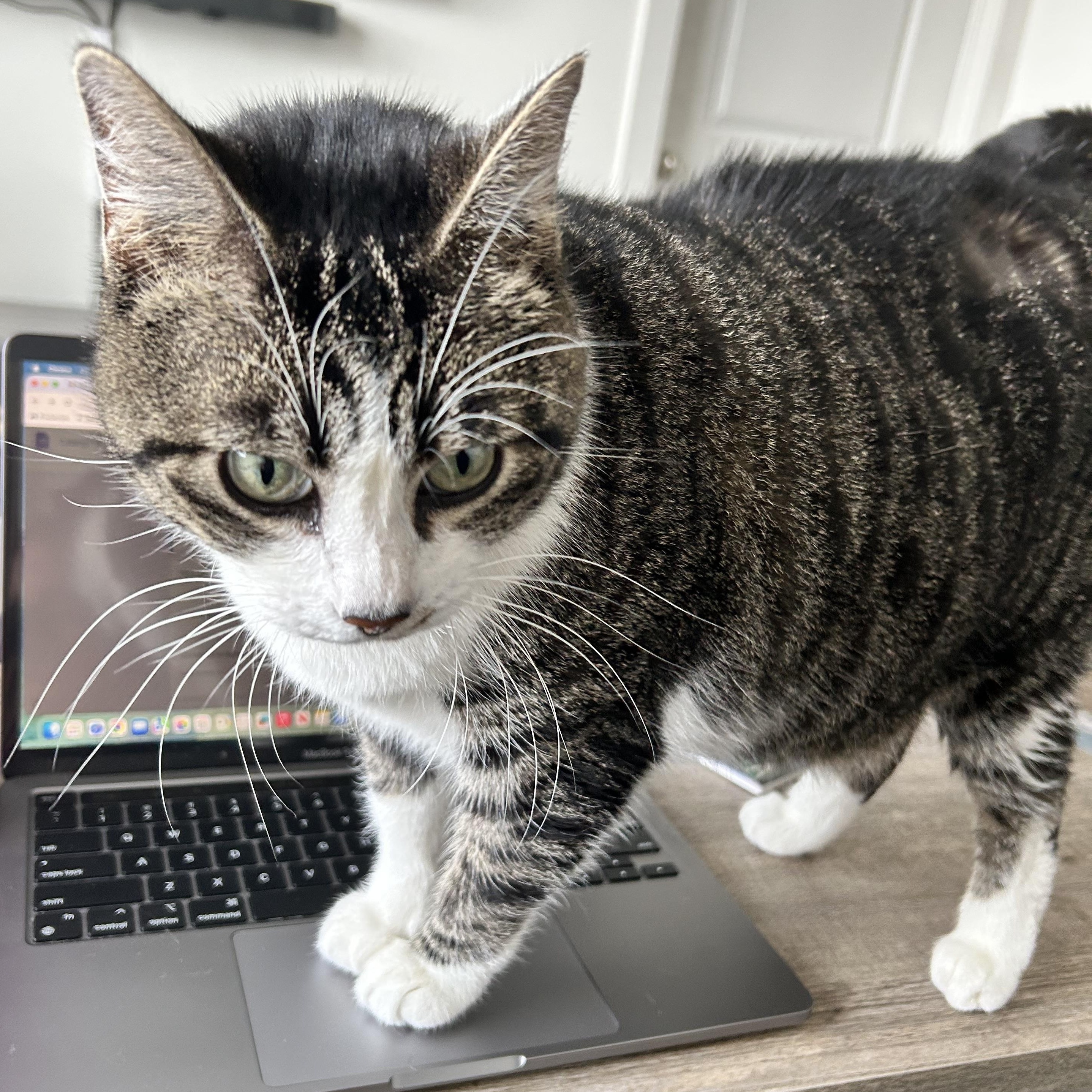 Daisy Hubbard, an adopted Domestic Short Hair in Denver, CO image 2/5