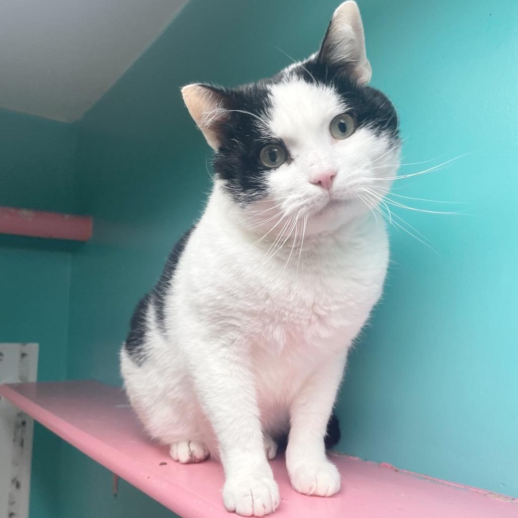 Enlarge Macaroni, a ADOPTABLE Domestic Short Hair in Hudson, NY image 1/1