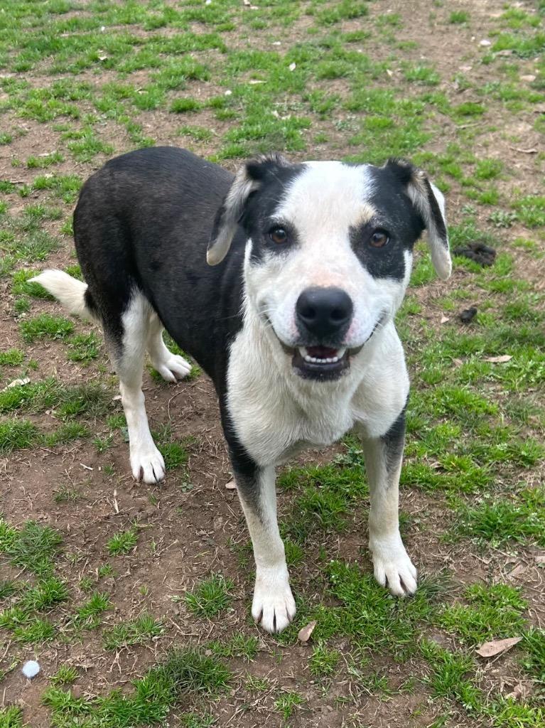 Gracie, Adoptable, Young Female Labrador Retriever.