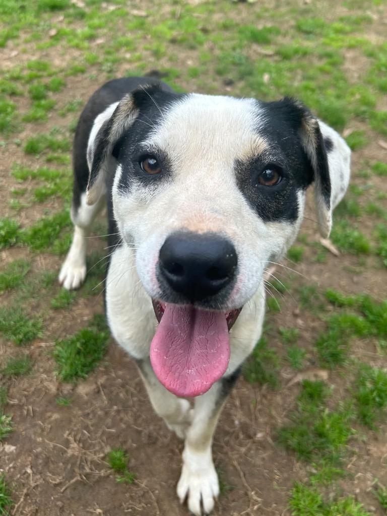 Enlarge Gracie, a Adoptable Labrador Retriever in Benton, AR image 2/2