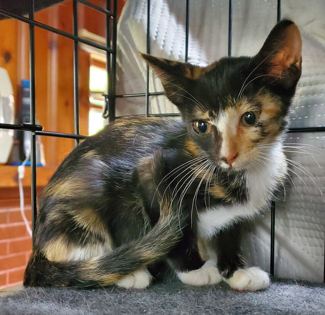 Daisy Mae, Adopted, Kitten Female American Shorthair.