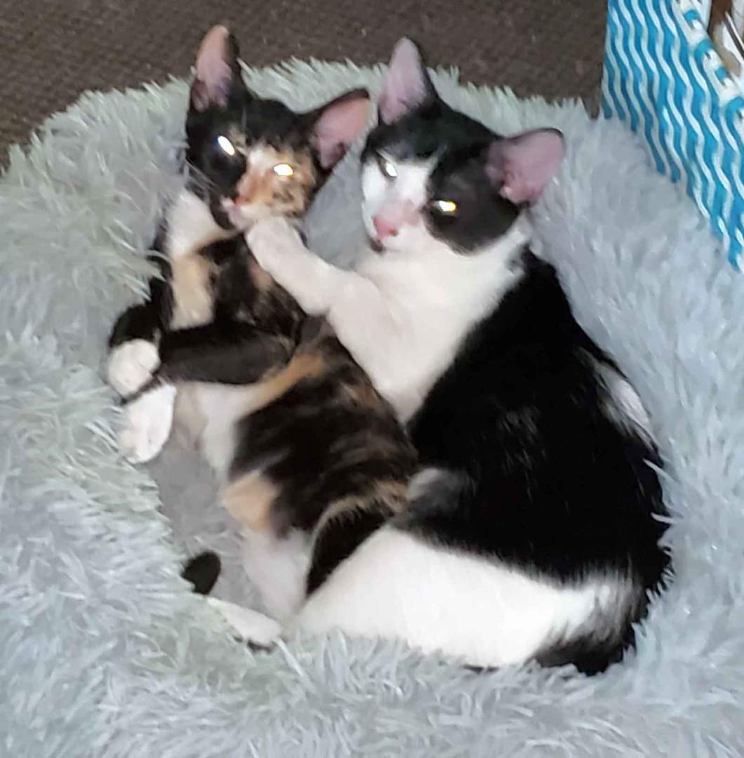 Daisy Mae, a Adopted American Shorthair in HENDERSON, TX image 2/8