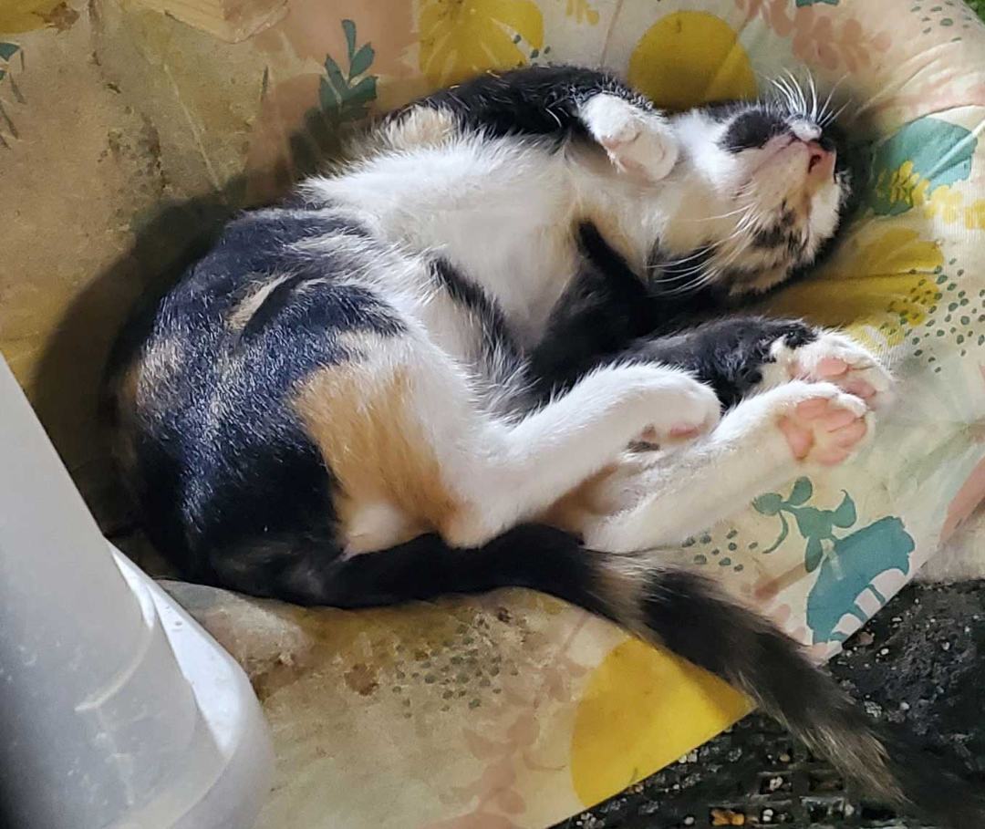 Daisy Mae, a Adopted American Shorthair in HENDERSON, TX image 3/8