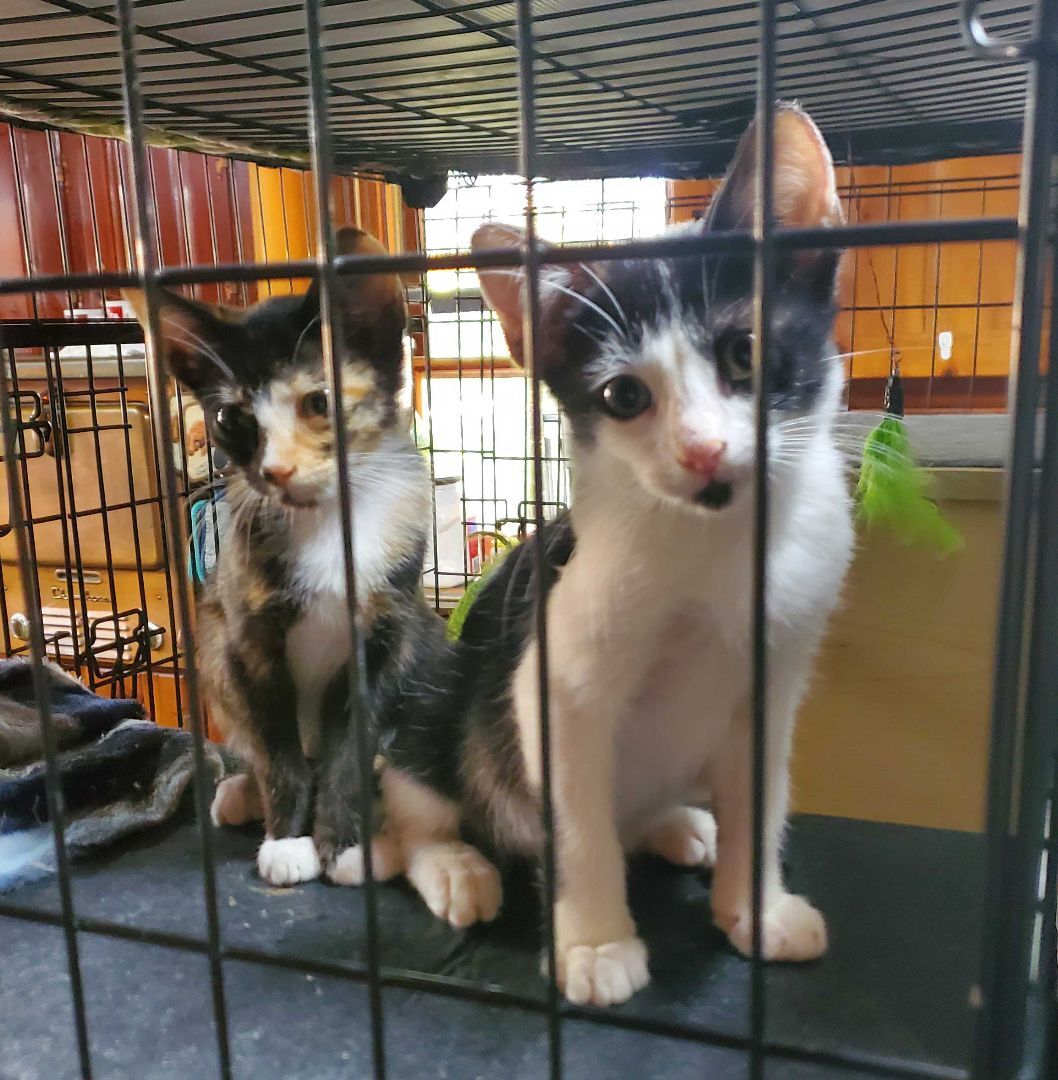 Daisy Mae, a Adopted American Shorthair in HENDERSON, TX image 4/8