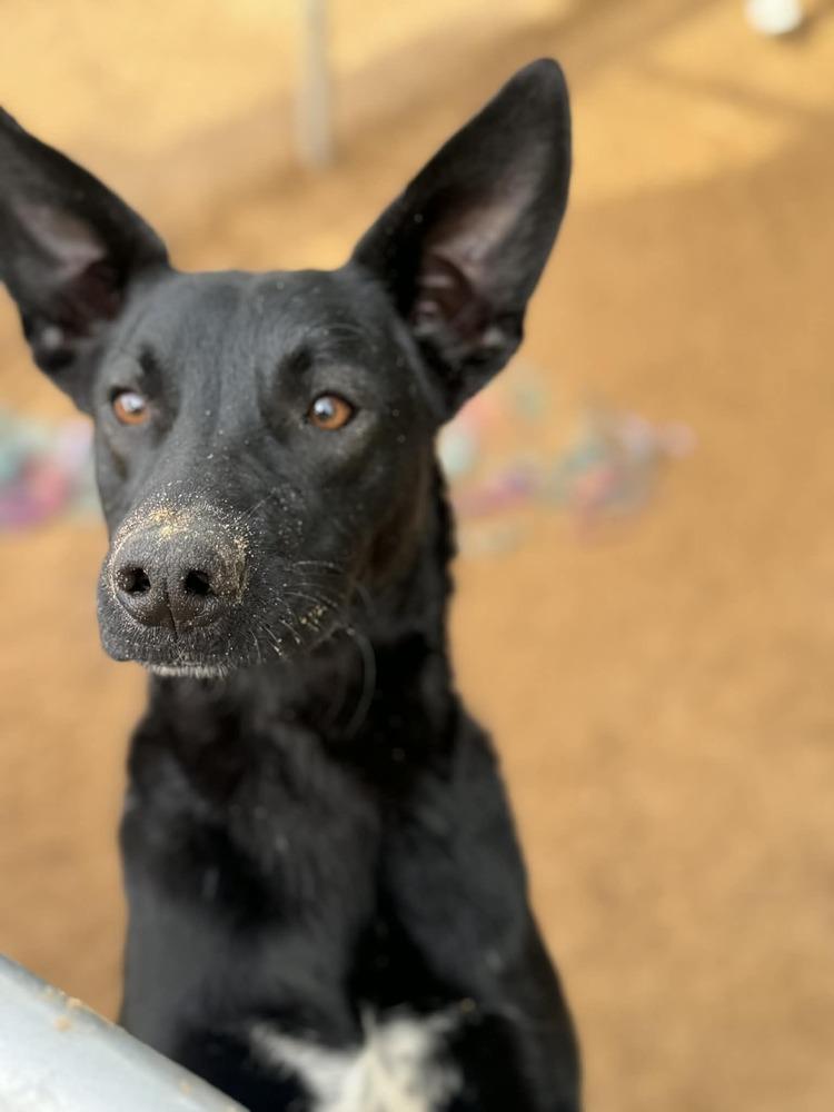 Paca, a Adoptable mixed breed in Puerto Penasco, SON image 1/6