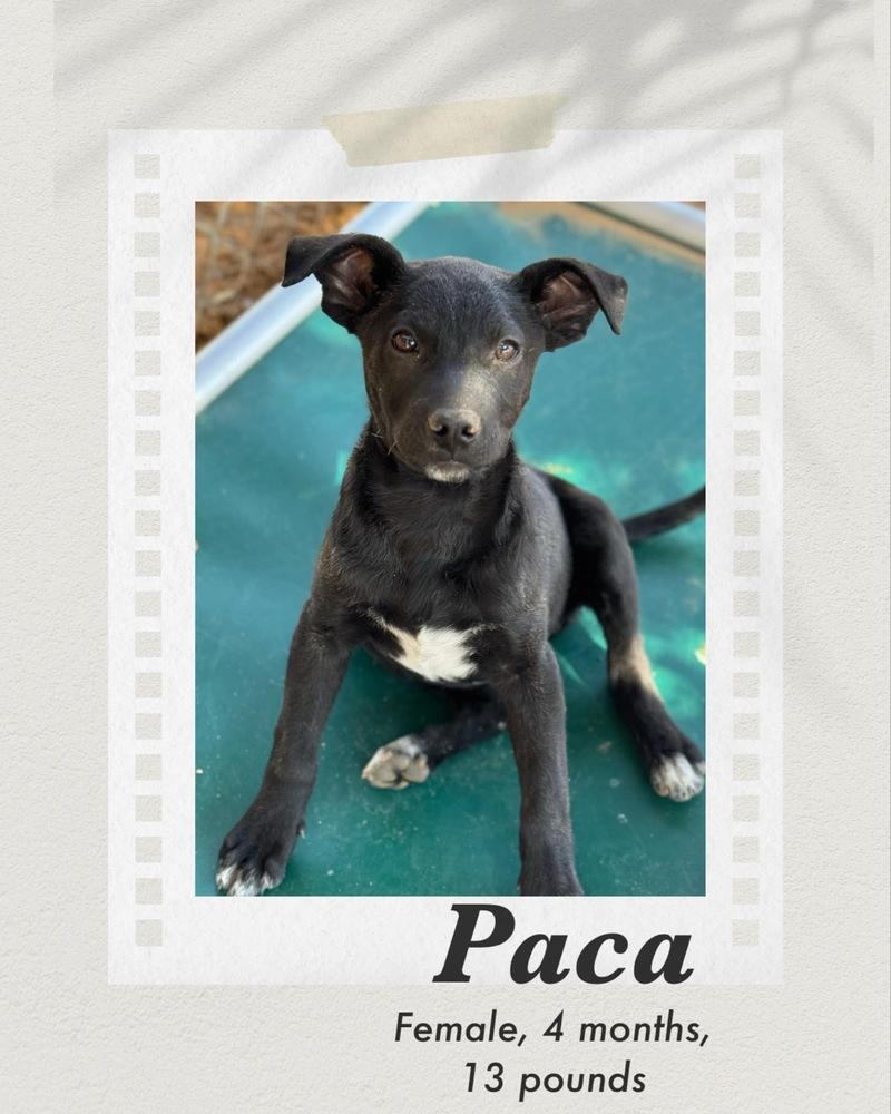 Paca, Adoptable, Young Female Labrador Retriever & Jack Russell Terrier.